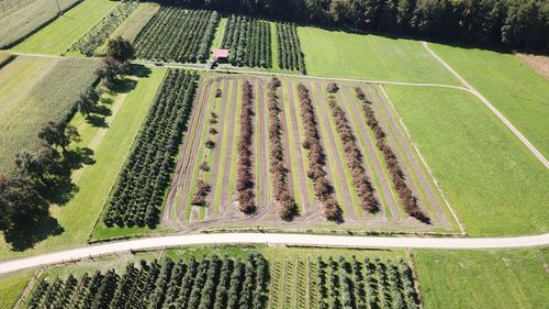 High angle view of agricultural field