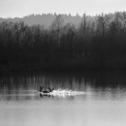 View of ducks swimming in lake