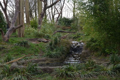 Scenic view of forest