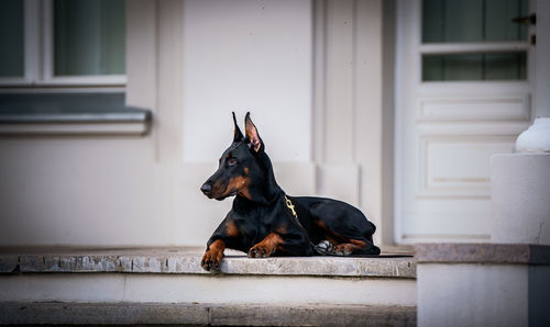 Dobermann looking away while sitting on wall