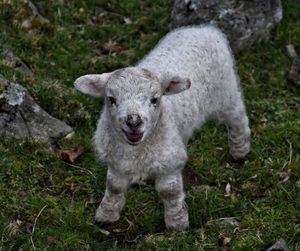 Close-up of lamb looking at camera