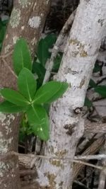 Close-up of tree trunk