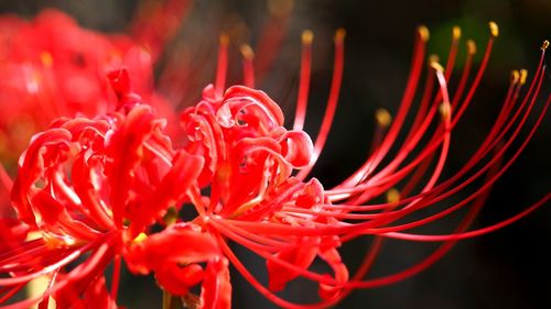 Close-up of red rose