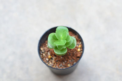 High angle view of potted plant in container