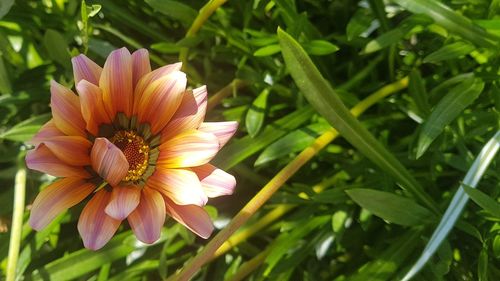 Close-up of pink flower