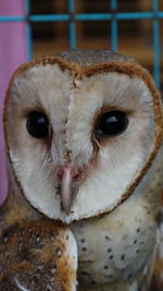 Close-up portrait of a bird