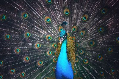 Close-up of peacock