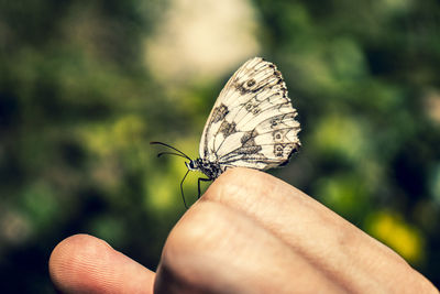 Close-up of butterfly on hand