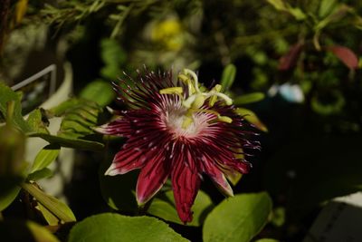 Close-up of flowering plant