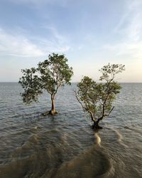 Trees standing in sea against sky during high tide