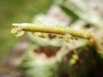 Close-up of insect on plant