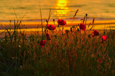 Close-up of flowering plants during sunset