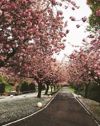 Cherry blossom trees in park