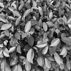 Full frame shot of plants