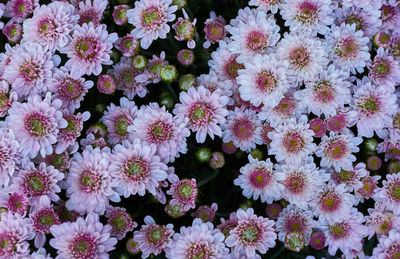 High angle view of flowering plants