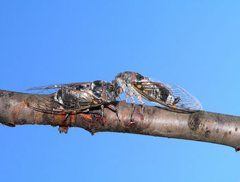 Low angle view of insects on stick against clear blue sky