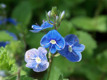 Close-up of purple flowers blooming