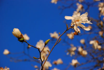 Low angle view of flower tree against sky