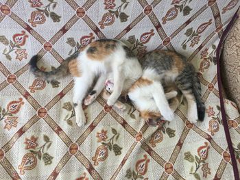 High angle view of cat sleeping on floor