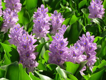 Close-up of purple flowering plants