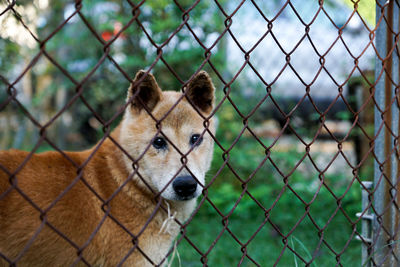 Close-up of dog looking through chainlink fence