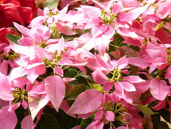 Close-up of pink bougainvillea flowers