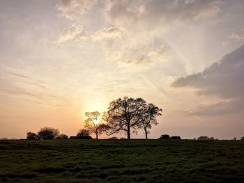 Trees on field against sky during sunset