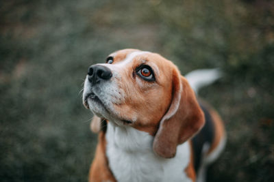 Beagle dog portrait outdoors in summer. top view