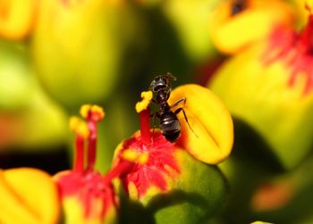 insect