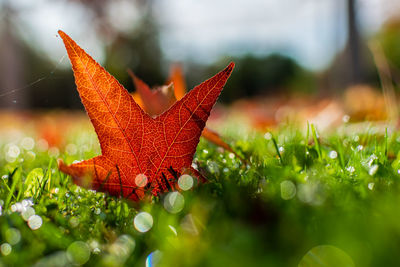 Close-up of raindrops on maple leaves