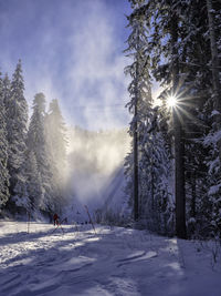 Sun shining over snow covered land and trees against sky