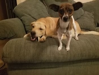 Dog lying on sofa