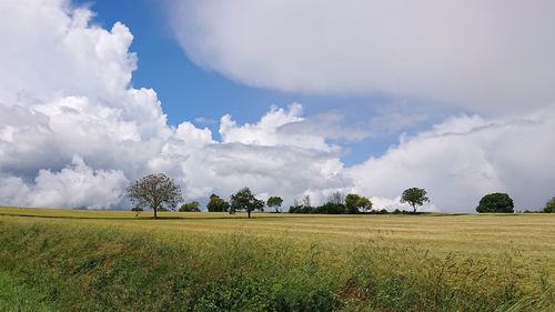 Scenic view of agricultural field against sky