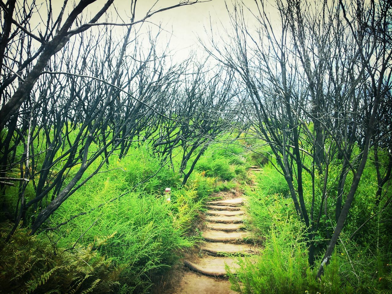 growth, tranquility, tree, tranquil scene, grass, nature, green color, plant, the way forward, field, beauty in nature, landscape, scenics, clear sky, sky, forest, day, outdoors, non-urban scene, rural scene