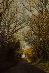 Bare trees in forest