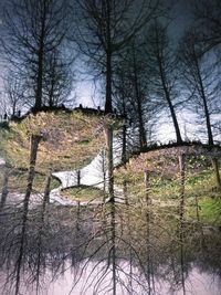 Bare trees against sky