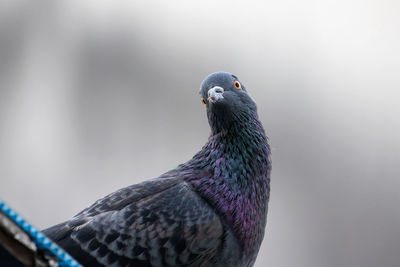 Close-up of pigeon