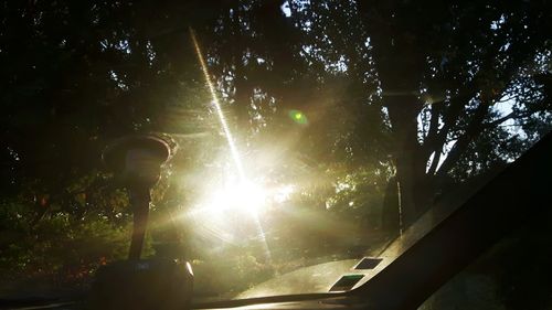 Low angle view of sun shining through trees