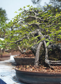 Close-up of small potted bonsai  plant in a horticulture show at kolkata