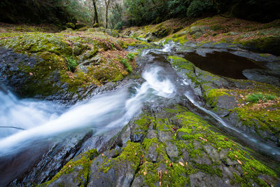 Scenic view of waterfall in forest