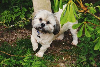 Portrait of lhasa apso at back yard