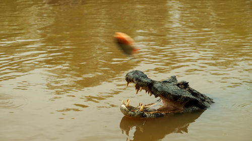 Close-up of turtle swimming in water