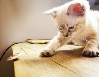 Portrait of a cat on wooden table