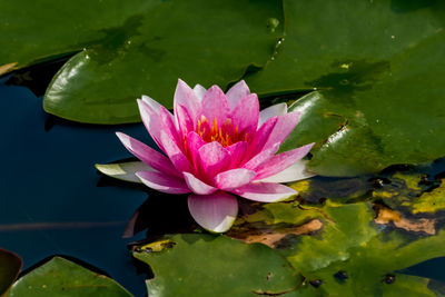 Close-up of water lily in lake