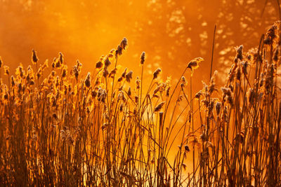 Close-up of crops growing on field against orange sky