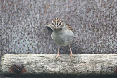 Close-up of bird on table