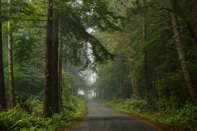 Road amidst trees in forest