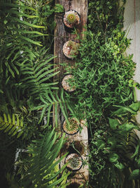 High angle view of plants in forest