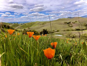 Scenic view of poppies on field against sky