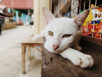 Close-up portrait of white cat